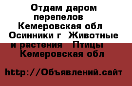 Отдам даром перепелов. - Кемеровская обл., Осинники г. Животные и растения » Птицы   . Кемеровская обл.